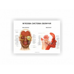 Плакат “М'язова система обличчя” Vivay 60х40 см Білий Київ