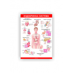 Плакат Ендокринна система Vivay 84х118 см Білий Киев