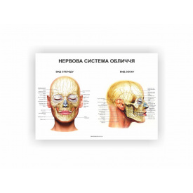 Плакат “Нервова система обличчя” Vivay 60х40 см Білий