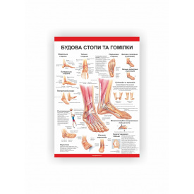 Плакат Будова стопи та гомілки Vivay 60х80 см Білий