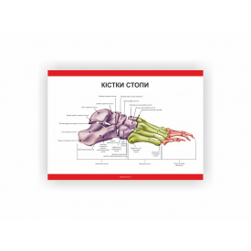 Плакат Кістки стопи Vivay 30х40 см Білий