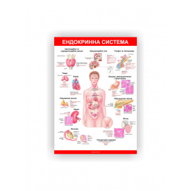 Плакат Ендокринна система Vivay 30х40 см Білий
