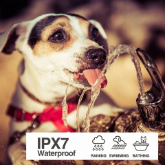 Электронный ошейник для маленьких собак Dobe DB900X (101051) Киев