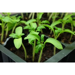 Кристалічне добриво для розсади Чистий лист Квитофор 300 г Черноморск