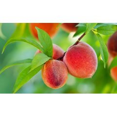 Фунгіцид Syngenta Хорус 3 г Камінь-Каширський