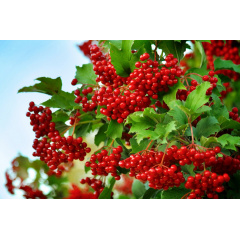 Добриво-підкислювач Майстер Florcolor 25 г Киев