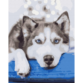 Картина за номерами BrushMe "Хаски в очікуванні" 40х50см BS51895