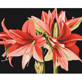 Картина за номерами BrushMe "Амариліс © Anastasiia Osmolovska" 40х50см BS53725