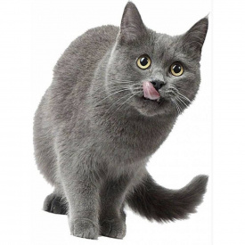 Наклейка 3D UKC в туалет Котик KH-07 29x21 см