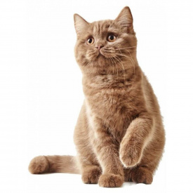 Наклейка 3D UKC в туалет Котик KH-04 29x21 см