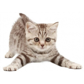 Наклейка 3D UKC в туалет Котик KH-03 29x21 см