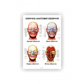 Плакат Клиническая анатомия лица Vivay 60х40 см Белый