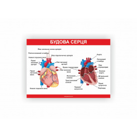 Плакат Vivay Будова серця 60х40 см Белый (hub_ms2fcj)