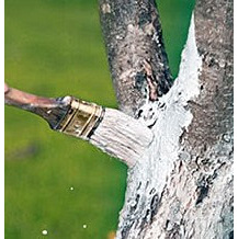 Краска для деревьев ВД-КЧ-577