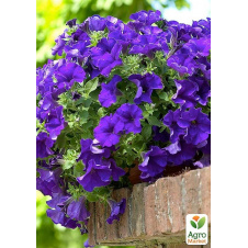 Сурфінія Giant Blue (контейнер №10, висота 10-15 см)