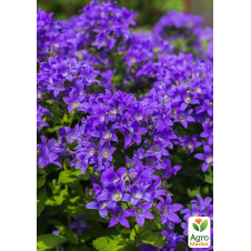 Колокольчик скученный Bellefleur Violet (морозостойкий, обильноцветущий многолетник)