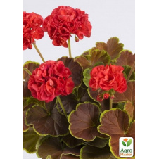 Пеларгония пестролистная Caramel Red