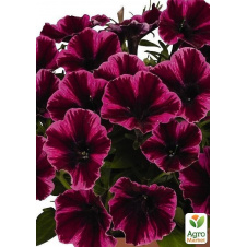 Петуния ампельная Sweetunia Miss Fantastic (контейнер №10, высота 10-15см)