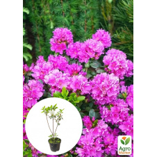 Азалія 2-річна японська Geisha Purple вазон С1, висота 15-30см