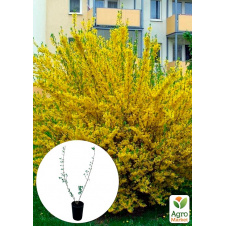 Форзиція 3х річна Goldzauber (висота 40-60 см)