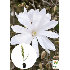 Магнолія 4-річна Stellata (висота 60-80см)