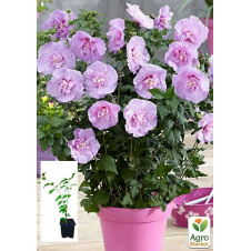 Гібіскус сирійський Lavender Chiffon С1,5 висота 20-40 см