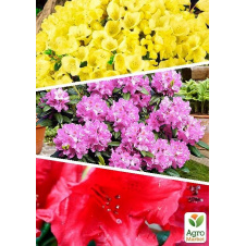 Рододендрон, комплект із 3-х сортів Вічне цвітіння (Eternal flowering) 3шт в упаковці