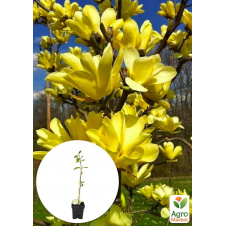 Магнолія щеплена 4-річна бруклінська Yellow Bird (висота 40-50см)