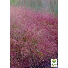 Эрагростис розовый Eragrostis spectabilis