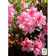 Азалія Японська 2-річна Меллі (Azalea japonica Melle) вазон С1