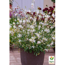 Гаура lindheimeri Ellura White (вазон С1.5, эффектный многолетник)