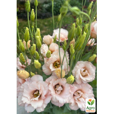 Эустома махровая Corelli Light Pink укорененная в контейнере Р9