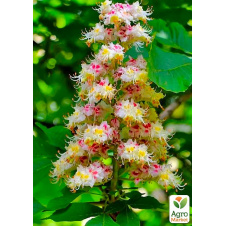Каштан конский Aesculus (красивоцветущее дерево) высота 20-50см