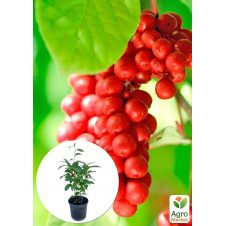 Лимонник китайский 2-х летний Schisandra chinensis С1.5