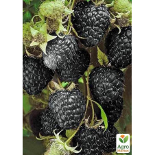 Черная малина Black Jewel (Черное сокровище)