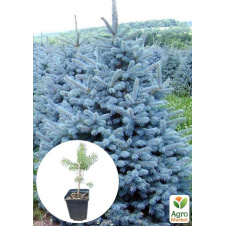 Ель голубая Majestic Blue вазон С1,5, высота 15-30см