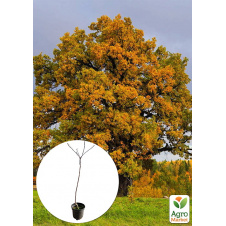Дуб английский обыкновенный (Quercus robur) С2
