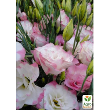 Еустома махрова Dream White Pink укорінена в контейнері Р9