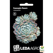 Эхеверия Павлин ТМ Leda Agro 10шт