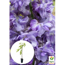 Глициния 3-х летняя китайская Блек Драгон (Wisteria chinensis Блек Дрегон) С2, высота саженца 60-100см