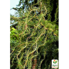 Модрина Японська (Larix Кaempferi) горщик P9