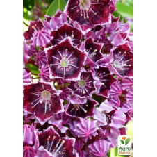 Кальмія latifolia Latchmin