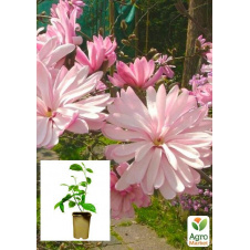 Магнолия 3-х летняя стеллата Rosea (высота 40-50см)