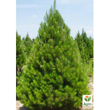 Сосна Шотландская Scots Pine (быстрорастущая) горшок P9