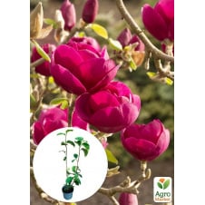 Магнолія 4-річна гібридна Black Tulip (висота 50-60см)