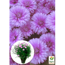 Астра ново-бельгийская Fun Pink Dark (С1,5 высота 20-30см)