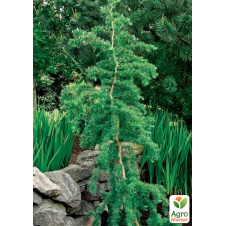 Лиственница японская Кемпфера 2-х летняя (Larix kaemp) С1,5 высота 60-80см