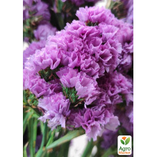 Статиця Lavender Provence (керм, лимоніум, сухоцвіт)