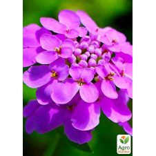 Иберис сиреневый (в банке) ТМ Весна Органик 3г