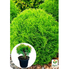 Туя западная Danica (Thuja occidentalis) С2, высота 15-20 см